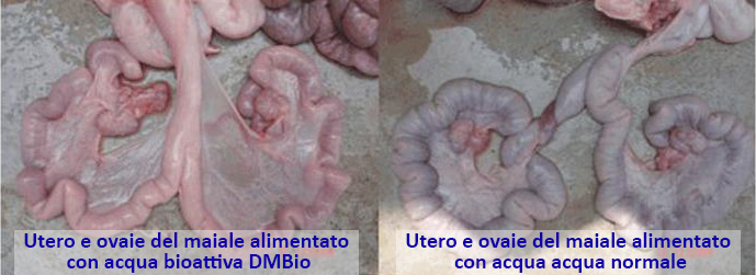 Allevemento - Utero e ovaie del maiale alimentato con acqua bioattiva DMBio confrontati con quelli del maiale alimentato con acqua normale