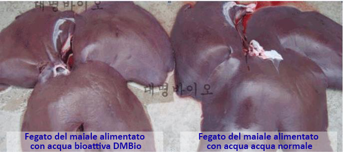 Allevamento - Fegato del maiale alimentato con acqua DMBio comparato con quello del maiale alimentato con acqua normale