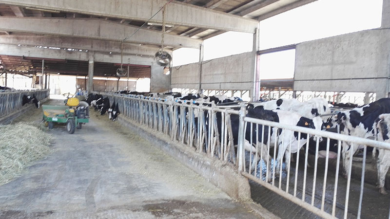 Allevamento di mucche da latte che utilizza acqua immuno - bioattiva DMBio