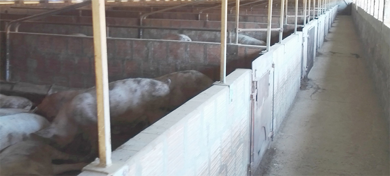 Allevamento di maiali che utilizza l'acqua immuo - bioattiva DMBio
